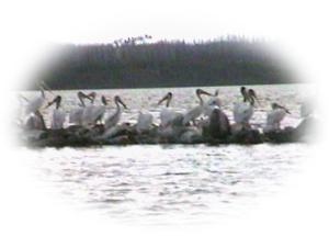 Pelikane im Wadlin Lake